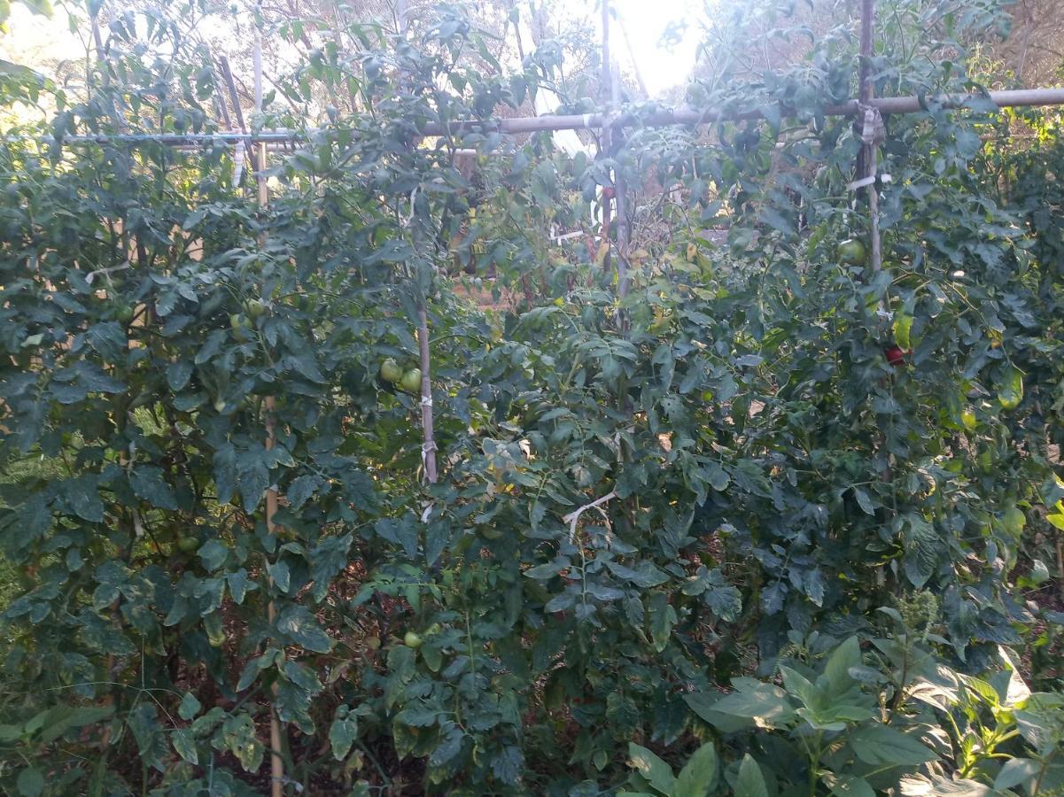 شقة To Agridi Tsoukaládhes المظهر الخارجي الصورة